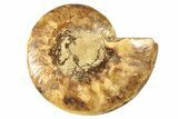 Cut & Polished Ammonite Fossil (Half) - Madagascar #266546-1